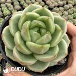 Echeveria Sunny Sky Jenny‌ - Image 2