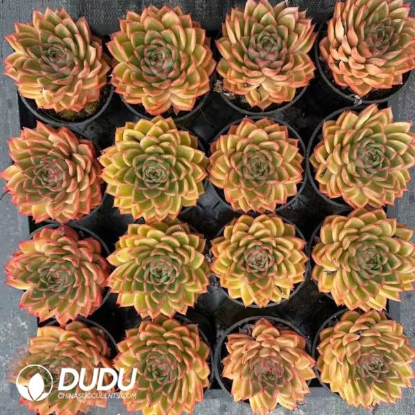 Echeveria Golden Wheat - Image 2