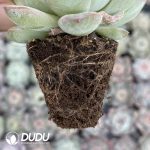 72Pcs Echeveria Ice Soul Seedlings - Image 2