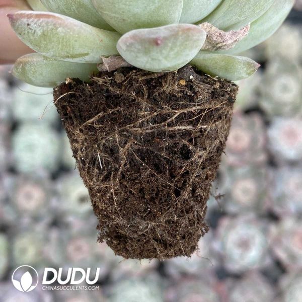 72Pcs Echeveria Ice Soul Seedlings - Image 2