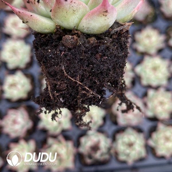 72pcs Echeveria Toscanelli Seedlings - Image 2