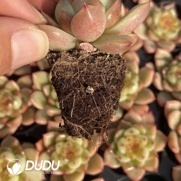 72pcs Echeveria Jenny Seedlings - Image 2