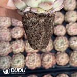 72pcs Echeveria BT-26 Seedlings - Image 2