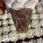 72pcs Echeveria BT-32 Seedlings - Image 2