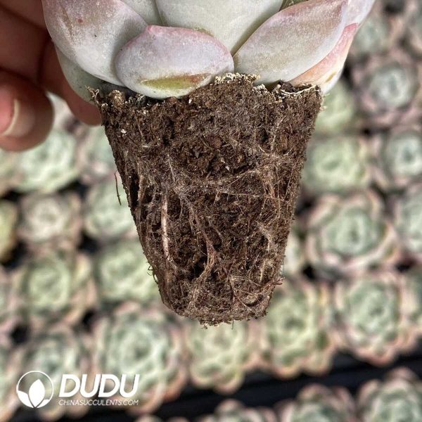 72pcs Echeveria BT-32 Seedlings - Image 2