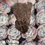 72pcs Echeveria BT-04 Seedlings - Image 2