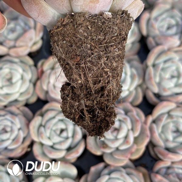 72pcs Echeveria BT-04 Seedlings - Image 2