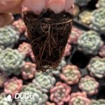 72pcs Echeveria X6-02 Seedlings - Image 2