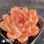 Echeveria Joy - Image 2