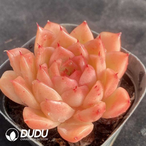 Echeveria Joy - Image 2