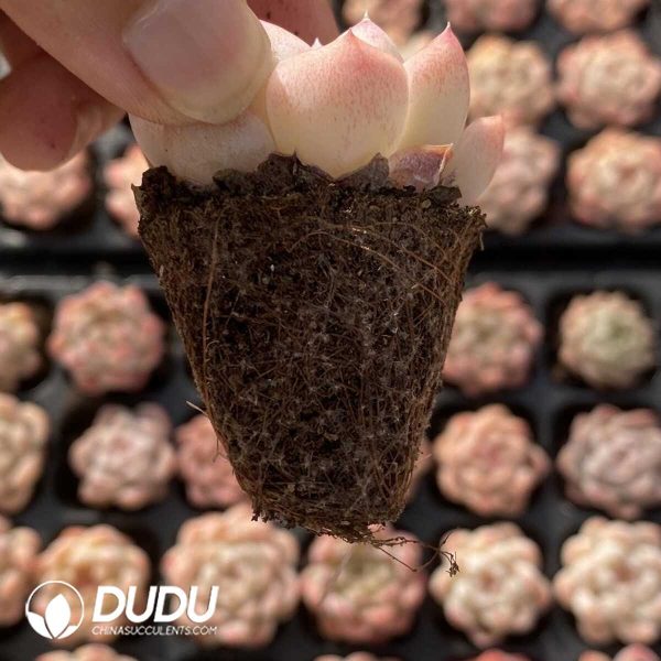 72pcs Echeveria BN-03 Seedlings - Image 2