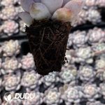 72pcs Echeveria Orange Monroe Variegated Seedlings - Image 2