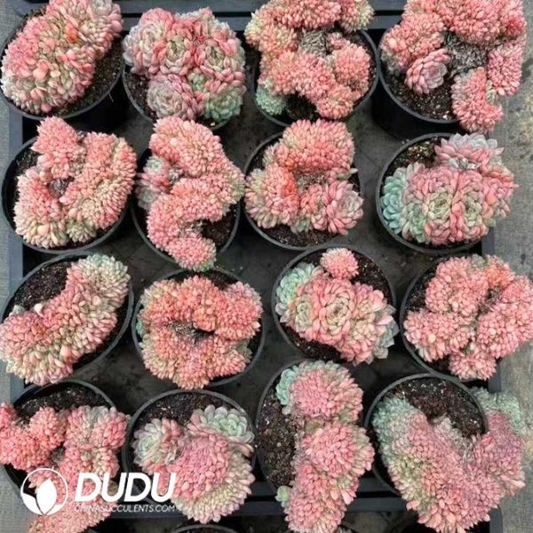 Echeveria Hani Cristata - Image 2