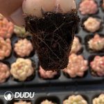 72pcs Echeveria Malgan Seedlings - Image 2