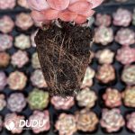 72pcs Echeveria C212 Seedlings - Image 2