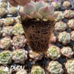 72pcs Echeveria 1 Seedlings - Image 2