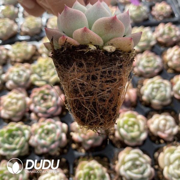 72pcs Echeveria 1 Seedlings - Image 2