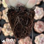 72pcs Echeveria Sakura Dream Seedlings - Image 2