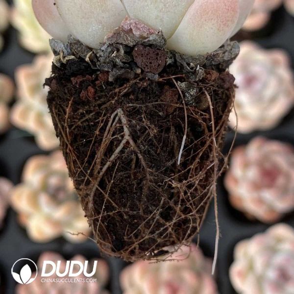 72pcs Echeveria Sakura Dream Seedlings - Image 2