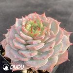 Echeveria Velvet - Image 2