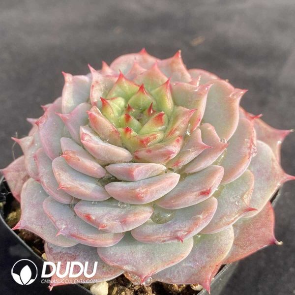 Echeveria Velvet - Image 2