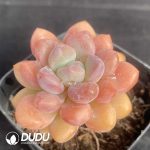 Graptopetalum Daphne - Image 2