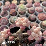 Graptopetalum Daphne Clustering - Image 2