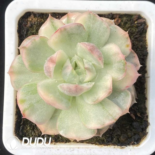 [RTS]Echeveria Strawberry Cake Variegated - Image 2