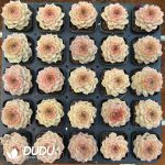 Echeveria The World-Reigning Princess - Image 2