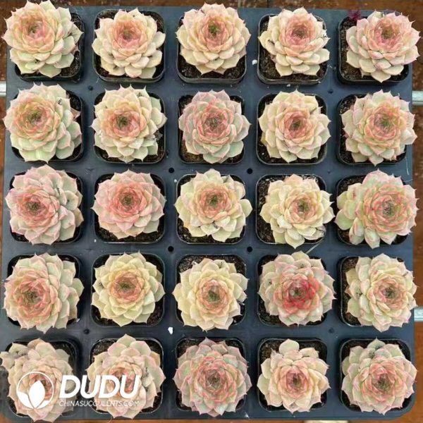 Echeveria The World-Reigning Princess - Image 2