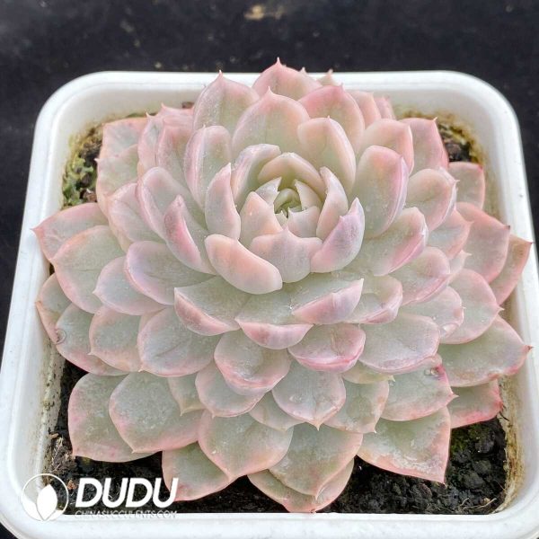 Echeveria Snow Ball Variegated - Image 2