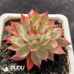 Echeveria peach variegated - Image 2