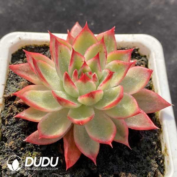 Echeveria peach variegated - Image 2