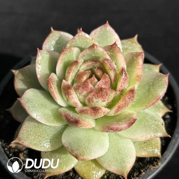 Echeveria Black Crystal Variegated - Image 2