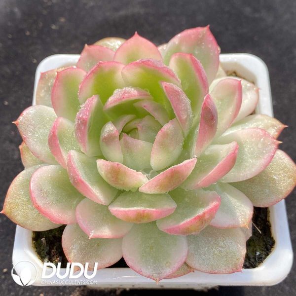 Echeveria Korean Crystal Variegated - Image 2