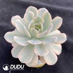 Echeveria Runyonii Variegated - Image 2