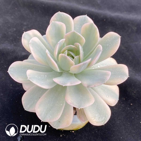 Echeveria Runyonii Variegated - Image 2