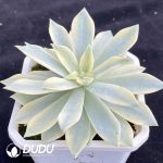 Echeveria Son Of Sun Variegated - Image 2