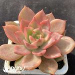 [RTS]Echeveria Carmella Variegated - Image 2