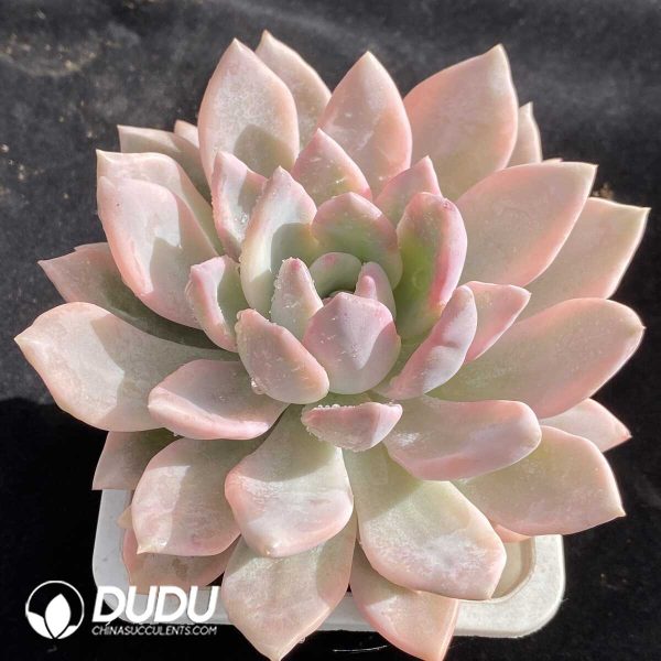 [RTS]Graptoveria Opalina Variegated - Image 2