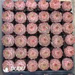 Echeveria Demon Orb - Image 2