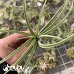 Tillandsia Snake Spirit - Image 2