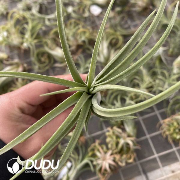 Tillandsia Snake Spirit - Image 2