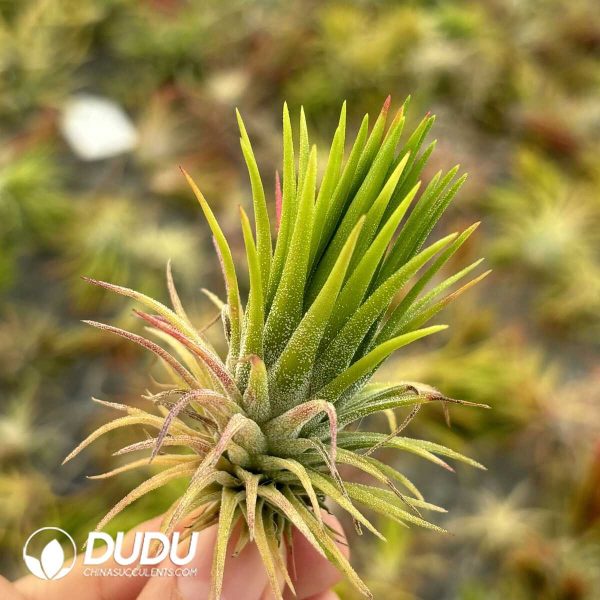Tillandsia Fugu - Image 2