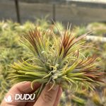 Tillandsia Fugu Cluster - Image 2