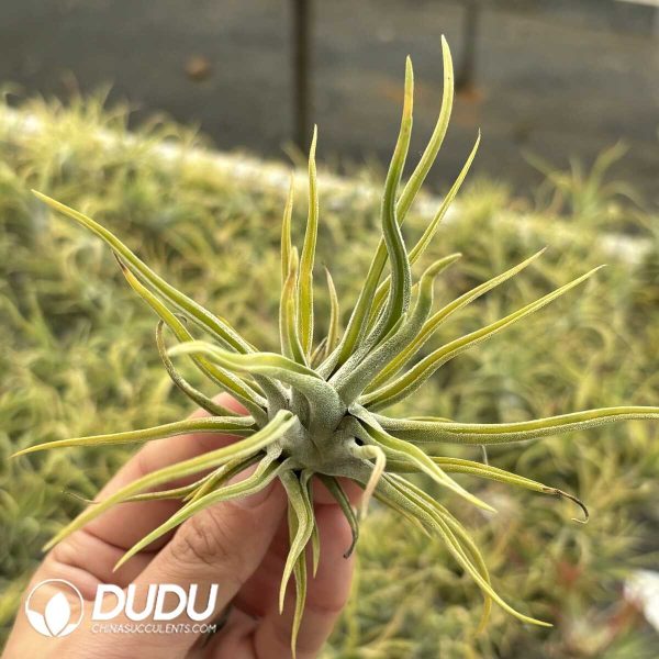 Tillandsia Medusa Hybrid - Image 2