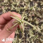 Tillandsia Wanhan - Image 2