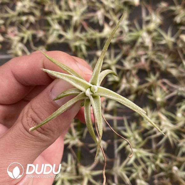 Tillandsia Wanhan - Image 2