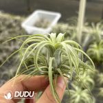 Tillandsia Dragon Twirl - Image 2