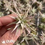 Tillandsia Wanhan Dwarf - Image 2